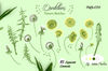 Yellow Dandelions Digital Clipart 2.jpg