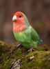 Felted red-cheeked lovebird_Realistic toy bird parrot_Needle felting art doll animal (14) копия.jpg