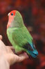Felted red-cheeked lovebird_Realistic toy bird parrot_Needle felting art doll animal (12) копия.jpg