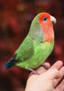 Felted red-cheeked lovebird_Realistic toy bird parrot_Needle felting art doll animal (5) копия.jpg