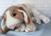 Beagle Puppy Dog