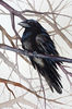 watercolor-crow-raven-bird-branches