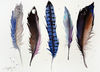 watercolors bird feathers