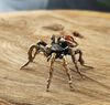 tarantulas - miniature statuette spider