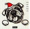 Christmas-American-English-Bulldog-With-Santa-Hat-.jpg