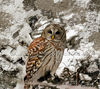 winter_owl.jpg