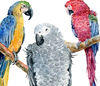 parrot6.jpg
