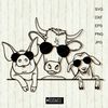 Farm-animals-with-sunglasses-Cow-pig-goat.jpg