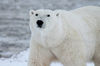 polar-bear-gb90465907_1920.jpg
