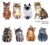 cats illustration set.jpg