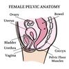 FEMALE PELVIC ANATOMY VIDEO 1 [inspire uplift].jpg