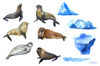 seal animals set.jpg