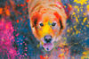 Colorful-dog-Graphics-19297312-1-1-580x387.jpg