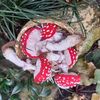 Decor- for -home- Mushrooms- red- fly -agaric2 (2).jpg