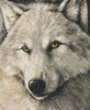 Gray predator wolf.jpg
