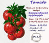 Photostitch Tomato.jpg