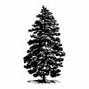 Spruce forest Svg3.jpg
