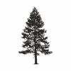Spruce forest Svg9.jpg