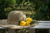 Printable photo of yellow roses lying on a straw hat.
