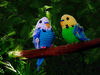 parakeet_parrot_crochet.jpg