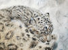 Snow Leopard-original-painting-buy-2.jpg