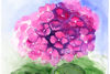pink hydrangea3.jpg