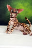 Bengal cat art doll animal  (8).JPG