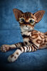 Bengal cat art doll animal 3.JPG