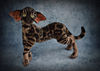 Bengal cat art doll animal 7.JPG