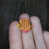 tiny-orange-discus-2.jpg