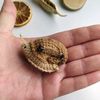 tiny cute  snail brooch toy crochet pattern 6.jpg