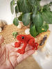Small tree frog toy crochet orange.jpg