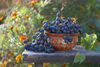 photo of a bowl of grapes