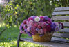 photography with basket full of colorful asters
