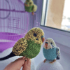 Budgie knitting pattern, budgerigar pattern, realistic toy parrot, knitted bird, amigurumi pattern, parakeet tutorial 9.jpg