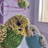 Budgie knitting pattern, budgerigar pattern, realistic toy parrot, knitted bird, amigurumi pattern, parakeet tutorial 10.jpg