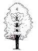 Maple tree in black and white graphics.png