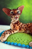 Bengal cat art doll animal 5.JPG