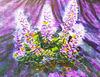 lavender2.jpg