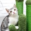 kitten-is-lying-on-the-cactus-cat-scracher-1