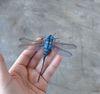 Realistic-dragonfly-brooch-Needle-felted-nsect-replica-jewelry 3