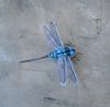 Realistic-dragonfly-brooch-Needle-felted-nsect-replica-jewelry 5