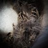 a wreath of bird feathers2