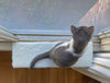 Cat Perch Soft Mat 1.jpg
