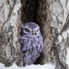 Owl_0965-2.jpg