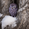 Owl_1027-2.jpg