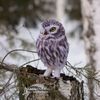 Owl_185203.jpg