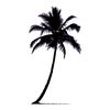 Palm trees12.jpg
