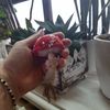 Amanita textile mushroom3