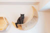 cat-is-resting-on-the-moon-cat-shelf